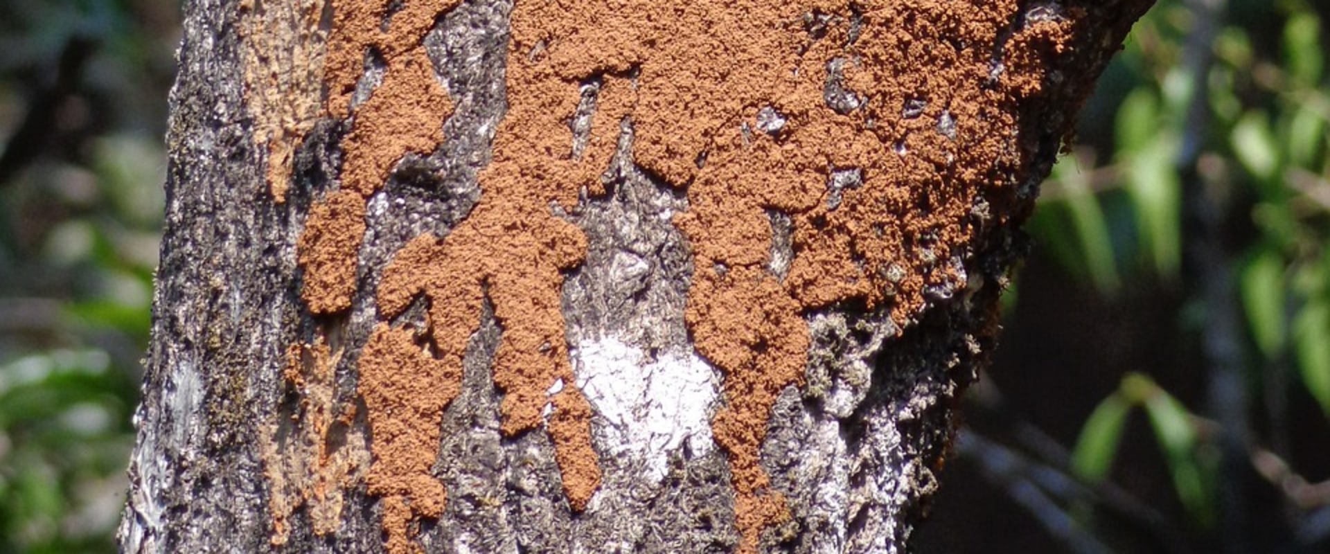 Safeguard Your Home: Effective Termite Control in Fayetteville, GA