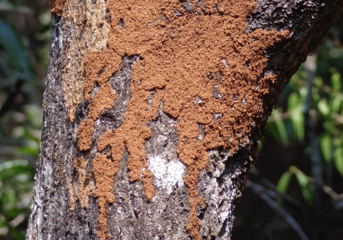 Safeguard Your Home: Effective Termite Control in Fayetteville, GA